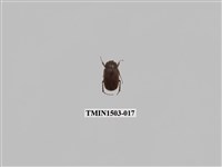 藏品(金龜子科(九))的圖片